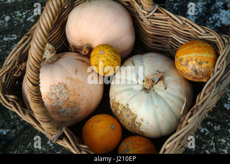 Une sélection de/courges citrouilles dans un panier Banque D'Images