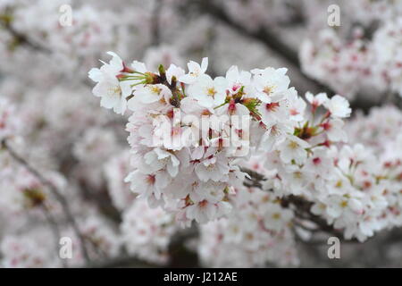 Somei-yoshino cherry blossom au Japon Banque D'Images