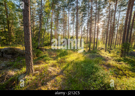 Forêt en Finlad au jour d'été Banque D'Images