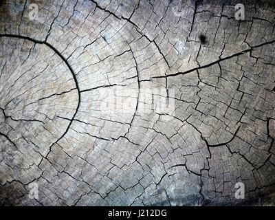 Fermé de old weathered tronc d'arbre texture background Banque D'Images