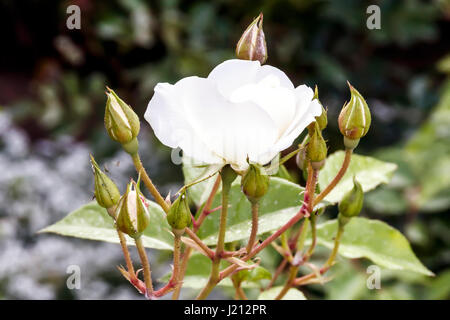 Les bourgeons avec White Rose Banque D'Images