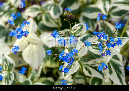 Fleurs Brunnera macrophylla 'Dawson's White' Banque D'Images