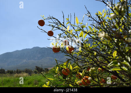 Orange Tree oranges en avec ciel bleu et Kyrenia montagne en arrière-plan, photo à partir de la partie nord de Chypre. Banque D'Images