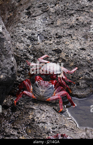 GRAPSUS ADSCENSIONIS . Crabe DE RED ROCK. SALLY LIGHTFOOT CRAB. Au soleil SUR LES ROCHERS DE L'île de Lanzarote. Banque D'Images