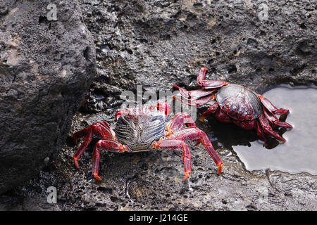 GRAPSUS ADSCENSIONIS . Crabe DE RED ROCK. SALLY LIGHTFOOT CRAB. Au soleil SUR LES ROCHERS DE L'île de Lanzarote. Banque D'Images