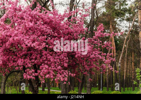 Belle Rose fleurs de pommier paradis sur fond d'herbe verte du printemps juteux dans un parc de la ville. Banque D'Images