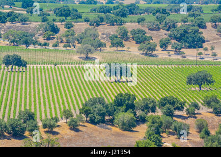 Treillis de vignes trail le long des rangées d'un vignoble parmi les collines et montagnes de la Santa Ynez Valley Wine Country en Californie Banque D'Images