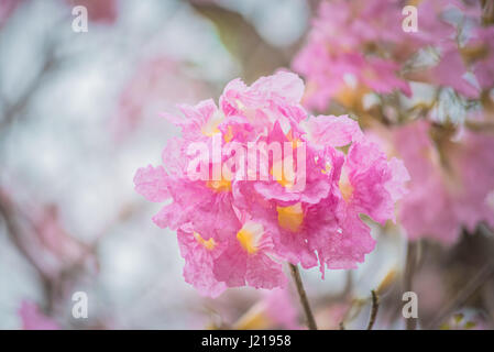 Tabebuia rosea rose fleur qui s'épanouit au printemps. Banque D'Images