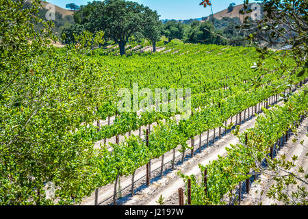 Treillis de vignes trail le long des rangées d'un vignoble parmi les collines et montagnes de la Santa Ynez Valley Wine Country en Californie Banque D'Images