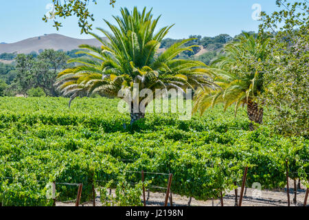 Palmiers dans un vignoble de la région viticole de la vallée de Santa Ynez, en Californie du Sud, près de Los Olivos, Californie, États-Unis