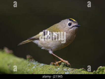 Goldcrest perché Banque D'Images