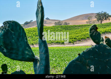 Vue panoramique de chênes et de collines avec des motifs de vignobles avant d'un cactus dans le pays du vin de Santa Ynez Valley, Californie du Sud Banque D'Images