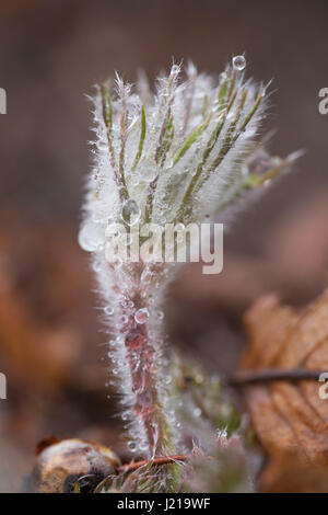 Macro image de Pasque Flower avec beaucoup de gouttelettes dans ses cheveux. Banque D'Images