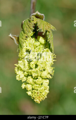 L'Oregon ou de l'érable - Acer macrophyllum de gros plan de fleurs de Côte Pasific USA Banque D'Images