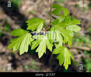 Acer campestre - Érable Champ des lames de ressort Frais Banque D'Images