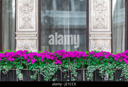 Les jardinières pleines de fleurs magenta à l'extérieur d'une fenêtre dans Londres, Londres, Angleterre, Royaume-Uni Banque D'Images