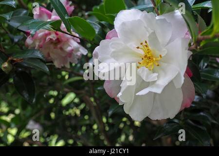 Fleurs de camélia blanc brillant avec rose et rouge, sur l'arbre, entouré de feuilles d'un vert profond. Banque D'Images