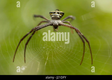 Signature spider, Argiope sp , Goa, en Inde. Les araignées du genre Argiope sont souvent trouvés dans les jardins. Le genre acquiert le nom de la langue grecque, meani Banque D'Images