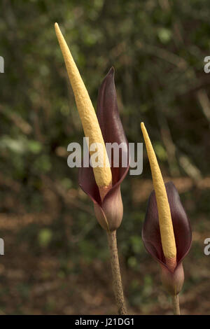 Spadice, Arum sp , Goa, Inde. Spadice est un type d'inflorescence généralement trouvé dans la famille des Araceae les monocotylédones. Les fleurs présentent un tableau de beautifu Banque D'Images