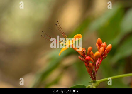 Fleur d'Ashoka, Saraca asoka , Goa, Inde. Arbre généalogique Famille Evergreen Fabaceae. Arbre généalogique Sorrowless Jonesia, Asoka, Fabaceae (famille des pois) Banque D'Images