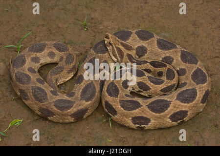 Le Viper de Russell , Daboia russelii , Aarey Milk Colony , EN INDE. Russell's Viper est une espèce de serpent venimeux de la famille des Viperidae. Répartition Il est Banque D'Images