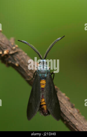 Moth , Zygaenidae , colonie de lait Aarey , INDE. Banque D'Images