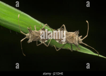 L'accouplement, Bug , Non Identifiés Aarey Milk Colony , EN INDE. Monson est la saison où toute la vie dans la forêt est florissant. D'une petite mouche, un bug ou une Banque D'Images