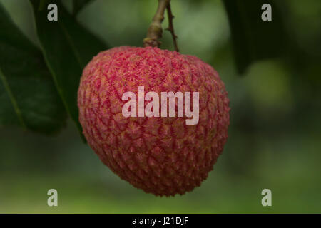Le litchi pousse dans un arbre à l'Rooppur à Pabna Ishwardi, au Bangladesh. Banque D'Images