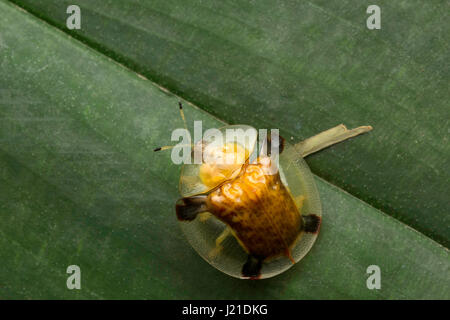 Écaille de Ponderosa, Aarey Milk Colony , EN INDE. L'écaille de tortue est un coléoptère appartenant à la famille des Chrysomelidae. Il est couramment Banque D'Images