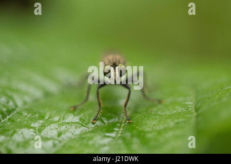 Robber fly, Aarey Milk Colony , EN INDE. La famille des brigands, également appelé assassin des mouches. Ils sont puissamment construit, hérissée de mouches avec une courte, stout Banque D'Images