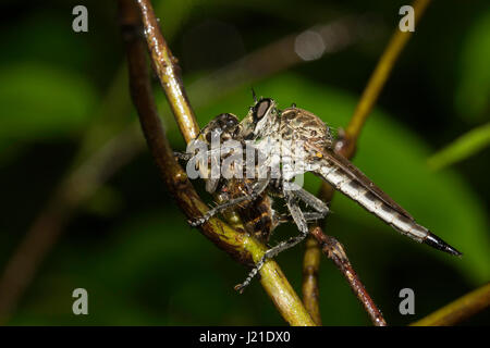 Robber fly, Aarey Milk Colony , EN INDE. La famille des brigands, également appelé assassin des mouches. Ils sont puissamment construit, hérissée de mouches avec une courte, stout Banque D'Images