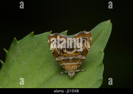 Choreutis euclista (Meyrick, 1918) Moth, colonie de lait d'Aarey, INDE. Banque D'Images