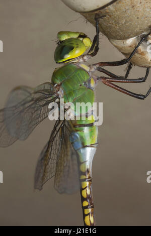 Dragon Fly, Aarey Milk Colony, INDE. Banque D'Images