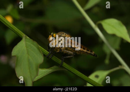 Robber fly, Aarey Milk Colony , EN INDE. La famille des brigands, également appelé assassin des mouches. Ils sont puissamment construit, hérissée de mouches avec une courte, stout Banque D'Images