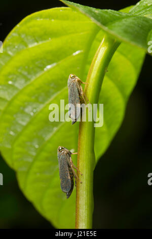 Deux insectes en ligne, Aarey Milk Colony , EN INDE. Banque D'Images