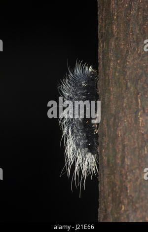 Espèce de chenille, Aarey Milk Colony , EN INDE. Présence de longs cheveux comme des poils épineux, appelé 'setae' est l'une des stratégies de défense vu en famil Banque D'Images