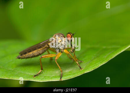 Robber fly, Aarey Milk Colony , EN INDE. La famille des brigands, également appelé assassin des mouches. Ils sont puissamment construit, hérissée de mouches avec une courte, stout Banque D'Images