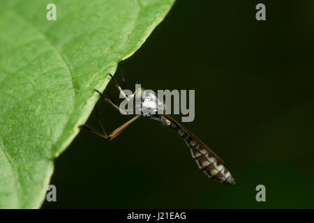 Robber fly, Aarey Milk Colony , EN INDE. La famille des brigands, également appelé assassin des mouches. Ils sont puissamment construit, hérissée de mouches avec une courte, stout Banque D'Images