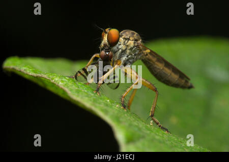 Robber fly, Aarey Milk Colony , EN INDE. La famille des brigands, également appelé assassin des mouches. Ils sont puissamment construit, hérissée de mouches avec une courte, stout Banque D'Images