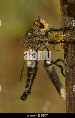 Robber fly, Aarey Milk Colony , EN INDE. La famille des brigands, également appelé assassin des mouches. Ils sont puissamment construit, hérissée de mouches avec une courte, stout Banque D'Images