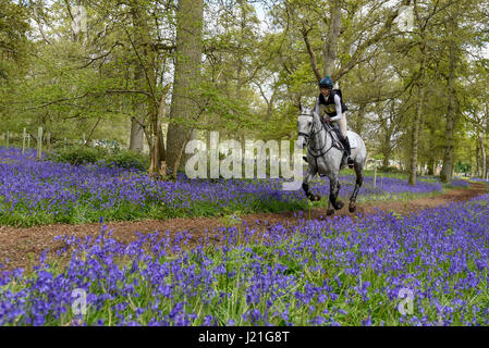 Henley on Thames, Royaume-Uni. 23 avril 2017. Les participants prennent part à l'Hambleden Horse Trials. Célébrant son 20e anniversaire, le concours complet comprend des disciplines du dressage, saut d'un élément et de cross-country qui se déroule à travers bluebell Woods. Crédit : Stephen Chung / Alamy Live News Banque D'Images