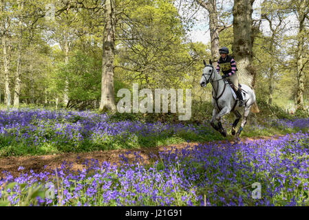 Henley on Thames, Royaume-Uni. 23 avril 2017. Les participants prennent part à l'Hambleden Horse Trials. Célébrant son 20e anniversaire, le concours complet comprend des disciplines du dressage, saut d'un élément et de cross-country qui se déroule à travers bluebell Woods. Crédit : Stephen Chung / Alamy Live News Banque D'Images