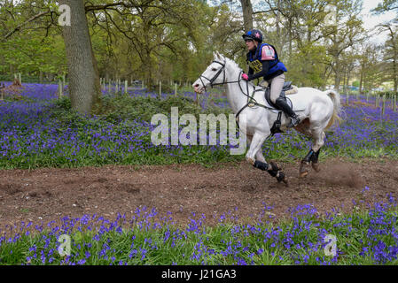 Henley on Thames, Royaume-Uni. 23 avril 2017. Les participants prennent part à l'Hambleden Horse Trials. Célébrant son 20e anniversaire, le concours complet comprend des disciplines du dressage, saut d'un élément et de cross-country qui se déroule à travers bluebell Woods. Crédit : Stephen Chung / Alamy Live News Banque D'Images