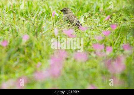 Asuncion, Paraguay. Apr 23, 2017. Partiellement nuageux avec éclaircies à Asuncion comme safran finch (Sicalis flaveola) se nourrit d'herbes sol recouvert de bois rose sorrel (Oxalis articulata) fleurs, est vu lors d'Intervalle ensoleillé dans la capitale du Paraguay. Credit : Andre M. Chang/ARDUOPRESS/Alamy Live News Banque D'Images