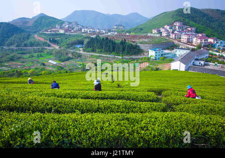 Shanghai, Ningbo, Chine. Apr 23, 2017. Ningbo, Chine-Le 23 avril 2017 : (usage éditorial uniquement. Chine).Paysages de plantations de thé à Ningbo, province de Zhejiang en Chine orientale, le 23 avril 2017. Crédit : SIPA Asie/ZUMA/Alamy Fil Live News Banque D'Images