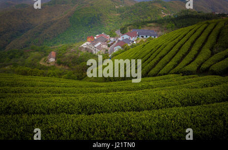 Shanghai, Ningbo, Chine. Apr 23, 2017. Ningbo, Chine-Le 23 avril 2017 : (usage éditorial uniquement. Chine).Paysages de plantations de thé à Ningbo, province de Zhejiang en Chine orientale, le 23 avril 2017. Crédit : SIPA Asie/ZUMA/Alamy Fil Live News Banque D'Images