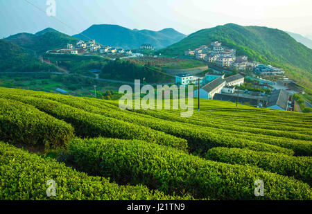 Shanghai, Ningbo, Chine. Apr 23, 2017. Ningbo, Chine-Le 23 avril 2017 : (usage éditorial uniquement. Chine).Paysages de plantations de thé à Ningbo, province de Zhejiang en Chine orientale, le 23 avril 2017. Crédit : SIPA Asie/ZUMA/Alamy Fil Live News Banque D'Images