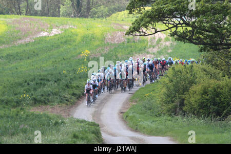 Rutland, UK. 23 avril, 2017. Rutland - Melton CiCLE Classic 2017. En photo : le peloton en voiture de Warcombe Farm Camping Park. Photo par Dan Matthams la photographie. Crédit : Daniel Matthams/Alamy Live News Banque D'Images