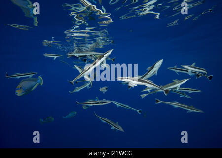 23 mars 2017 - école de poisson Remora (Echeneis naucrates) la consommation de surface de l'eau, de l'Océan Indien, les Maldives Crédit : Andrey Nekrasov/ZUMA/ZUMAPRESS.com/Alamy fil Live News Banque D'Images