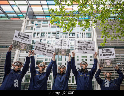 Londres, Royaume-Uni. Apr 24, 2017. PETA monkey protestation devant le bureau d'accueil pour appeler à la fin des expériences neurologiques sur les primates. Crédit : Guy Josse/Alamy Live News Banque D'Images